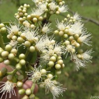 Syzygium caryophyllatum (L.) Alston